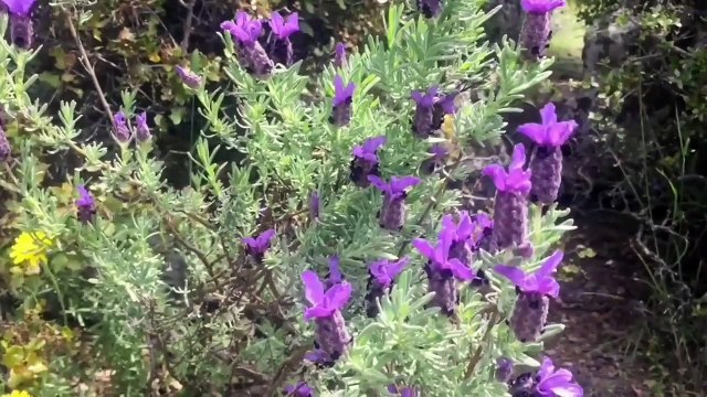Karabaş otu lavantasi bitki si faydaları yararları nelerdir