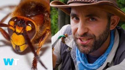Giant Murder HORNETS Scare Millions After Spotted in USA and What You Need To Know