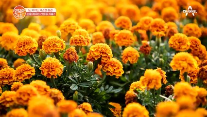 눈을 깨우는 신호등 식품! 눈 건강 지키는 '꽃'?