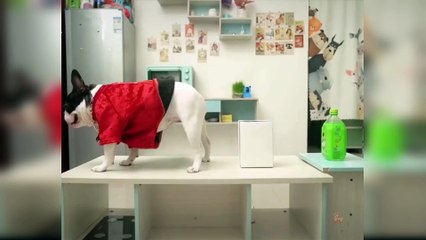 Baby Dogs - Cute and Funny Dog Videos Compilation #5 - Funny Dog Video