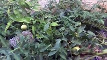 Home mini tomato garden how to make mini tomato garden ?