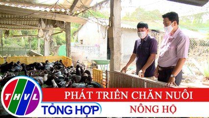 Nông thôn ngày nay: Phát triển chăn nuôi nông hộ