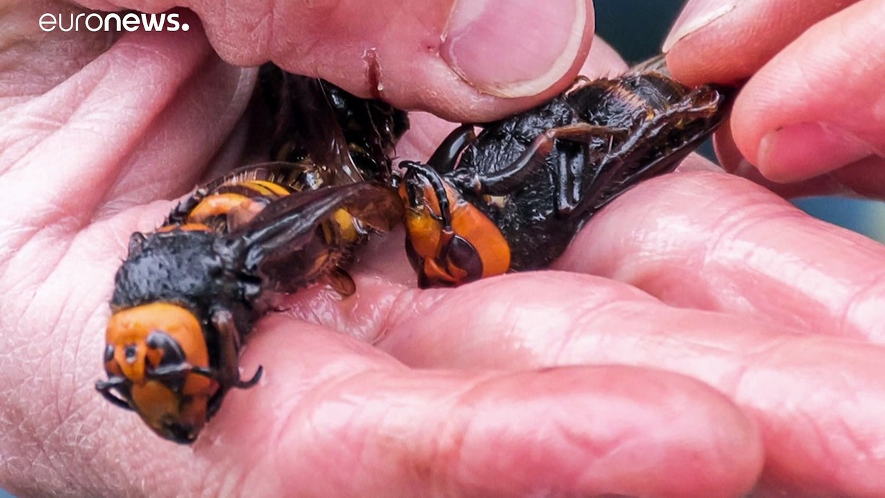 Riesenhornissen gesichtet: us-imker bangen um ihre bienen