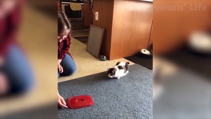 _rolling_on_the_floor_laughing_ Funniest _dog_ Dogs And _heart_eyes_cat_Cats - Try Not To Laugh - Funny Pet Animals' Life _innocent_ ( 720 X 720 )