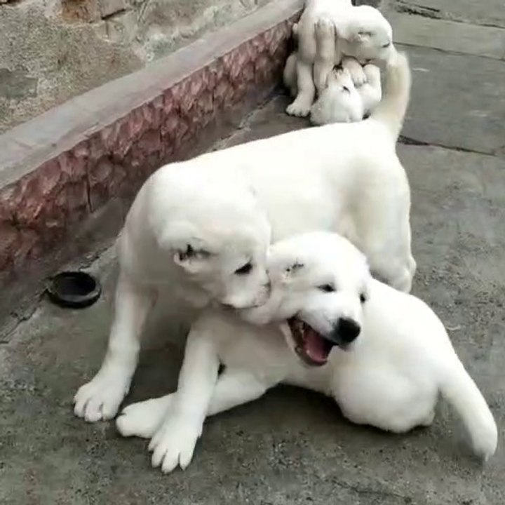 ALABAY COBAN KOPEK YAVRULARININ SABAH EGZERSiZLERi - ALABAi SHEPHERD DOG PUPPiES EXERCiSE