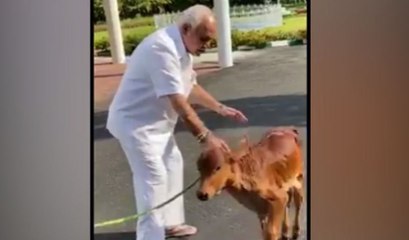 ಬಿಡುವಿನ‌ ವೇಳೆ ಕರುವನ್ನು ಮುದ್ದಾಡಿದ ಸಿಎಂ ಯಡಿಯೂರಪ್ಪ | CM Yediyurappa | Oneindia Kannada