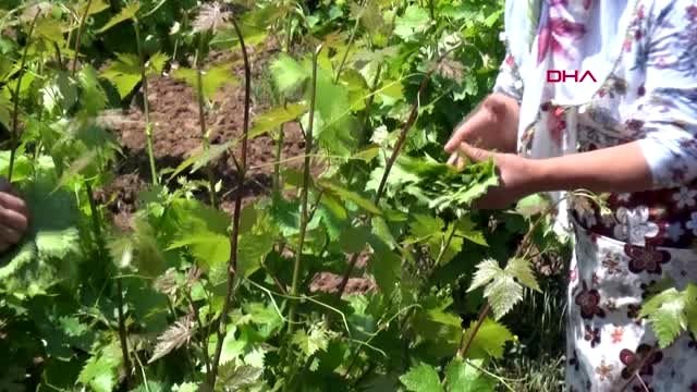 HATAY KORONAVİRÜS SALGINI HATAY'DA ÜLÜŞ GELENEĞİNİ TEKRAR CANLANDIRDI