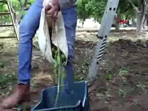 ‘Erik Dalı’ türküsü eşliğinde erik hasadı