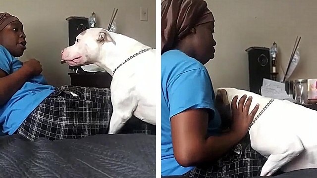 Son Pitbull lui montre les crocs