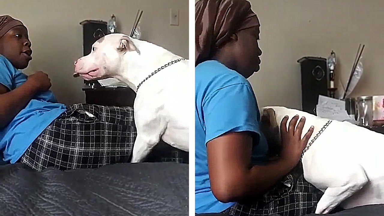 Son Pitbull lui montre les crocs