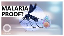 Newly discovered microbe can help stop malaria transmission