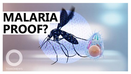 Newly discovered microbe can help stop malaria transmission