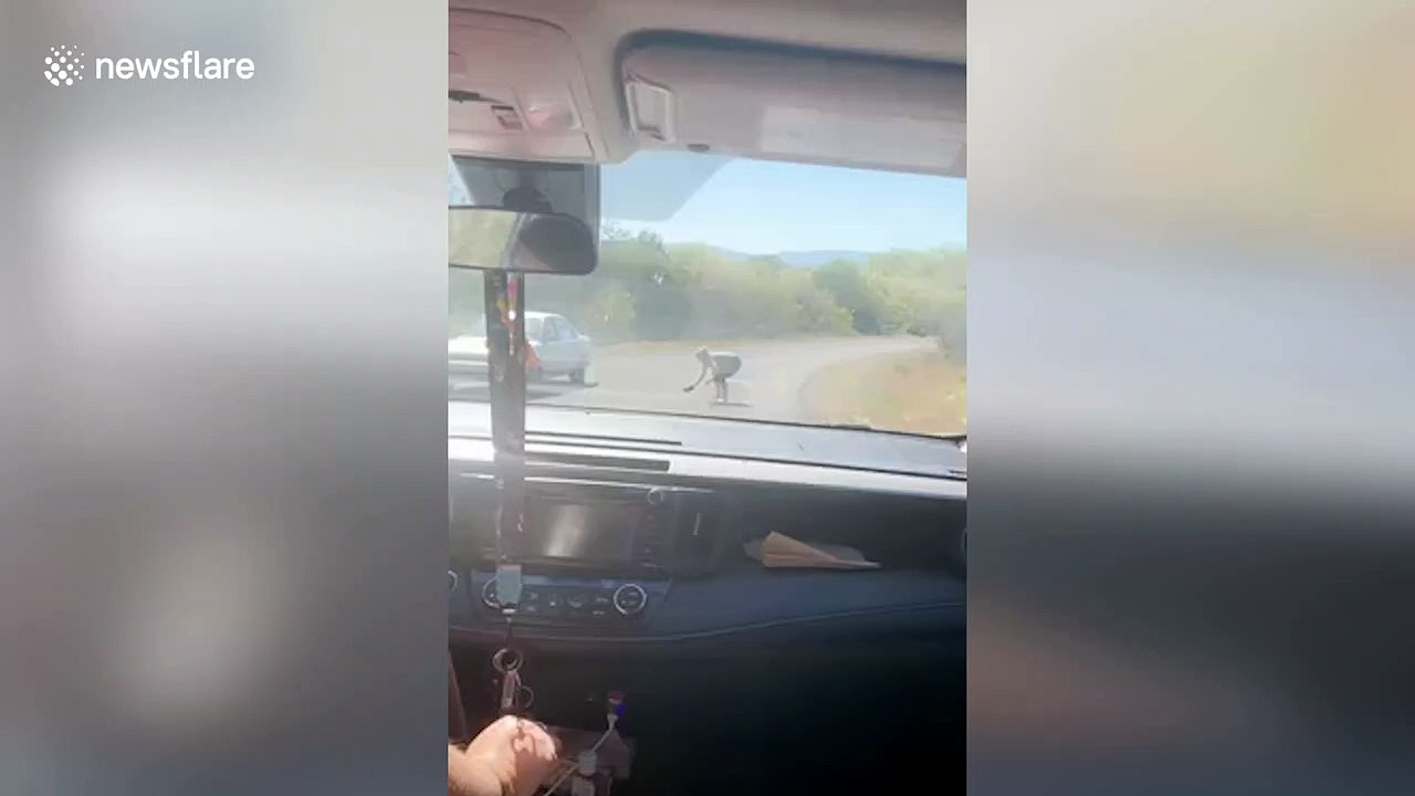 Pregnant Texas woman catches snake with bare hands while on the phone