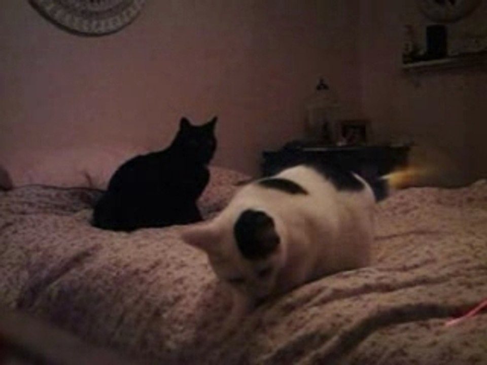 Mes chats