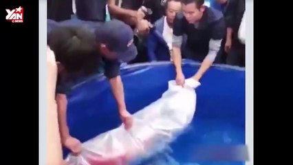 Cá Koi khổng lồ được đấu giá 42 tỷ đồng