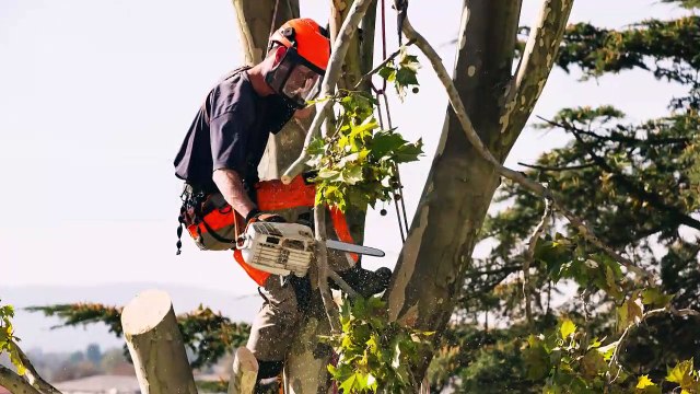 Just Do It Tree Care - (727) 688-6175