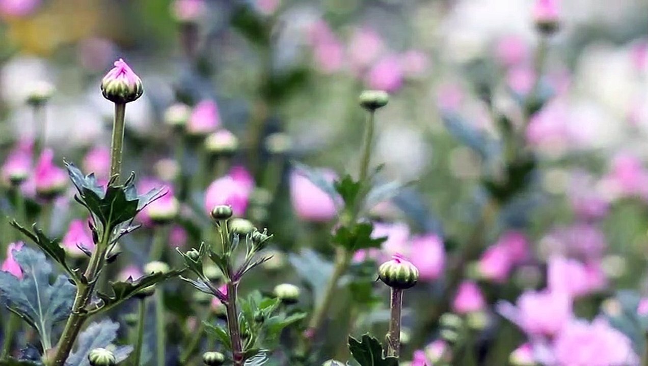 Khám phá những điểm đến hấp dẫn của vùng đất sở hữu bao thắng cảnh mang tên Vĩnh Phúc