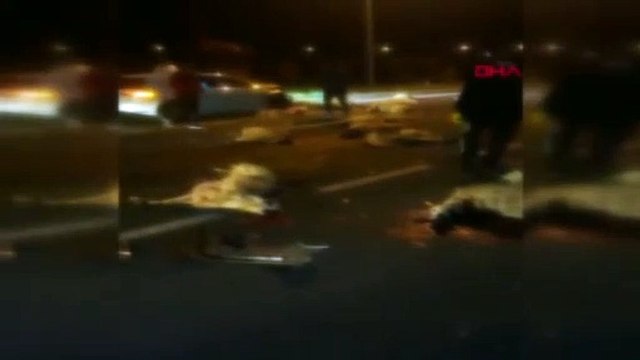 Yarışan otomobiller sürüye çarptı: 1 yaralı, 30 koyun telef oldu