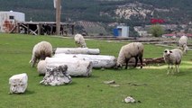 DENİZLİ ANTİK KENTE KOYUN SÜRÜSÜ DALDI