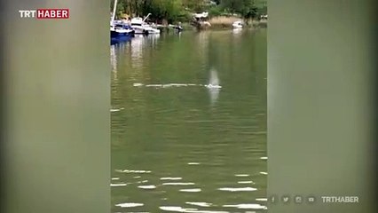 Bartın Irmağı'nda yunus görüldü