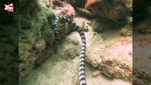 Rắn biển cực độc nuốt chửng lươn