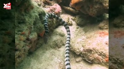 Rắn biển cực độc nuốt chửng lươn