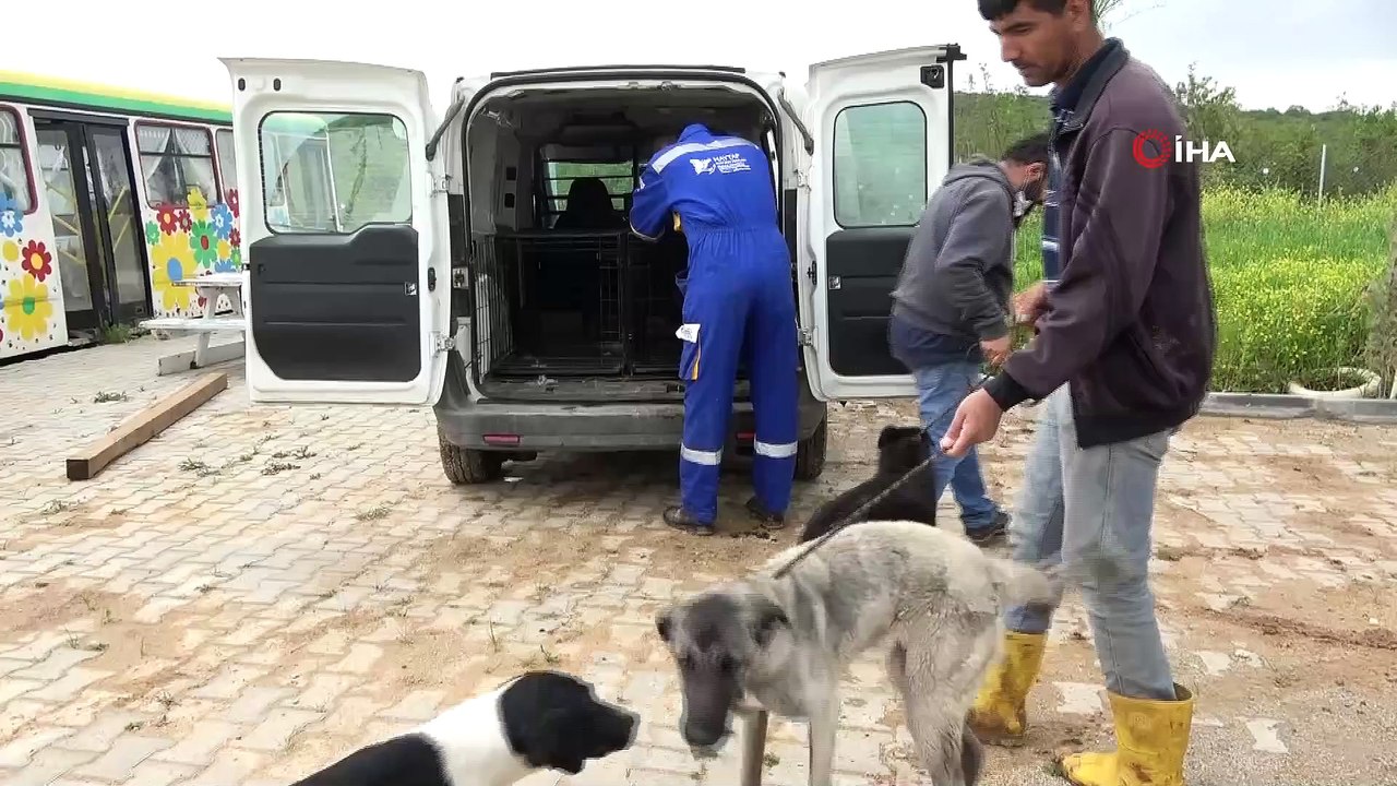 Sokak Hayvanlari Icin Ciftlik Kurdu 500 Kopegi Besleyip Sahiplendiriyor Dailymotion Video