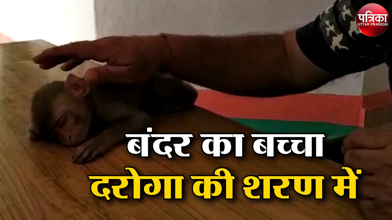लॉक डाउन ( Lockdown ) में परिवार से बिछड़े बंदर...