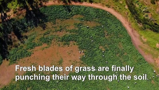 Optimism springs for disaster plagued Aussie farmers