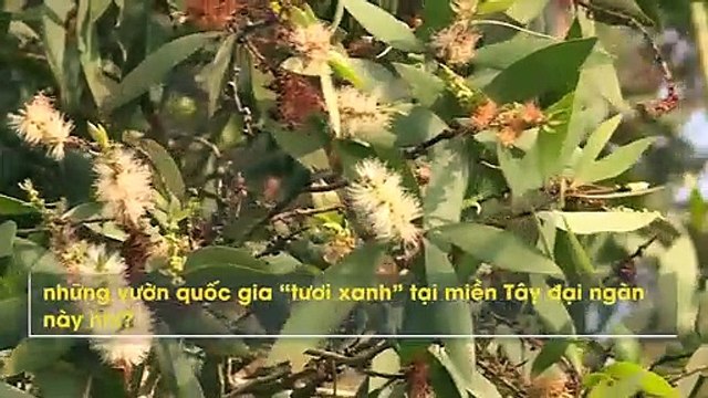 Khám phá những vườn quốc gia “tươi xanh” mà bạn không thể bỏ qua khi có dịp “chu du” về miền Tây