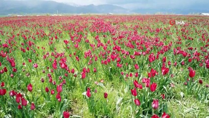 Muş Ovası’nı kırmızıya bürüyen laleler kartpostallık görüntüler oluşturuyor
