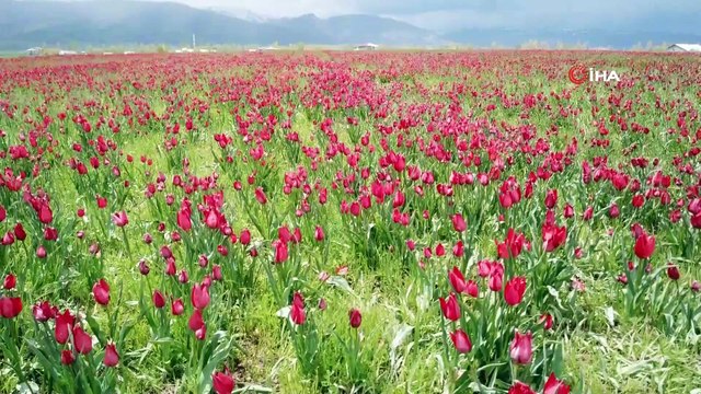 Muş Ovası’nı kırmızıya bürüyen laleler kartpostallık görüntüler oluşturuyor
