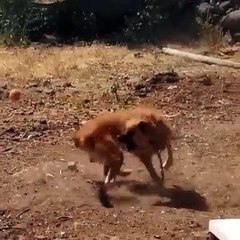 KENDi KUYRUGUNA ATARLANAN KOMiK COBAN KOPEGi - FUNNY ANATOLiAN SHEPHERD DOG