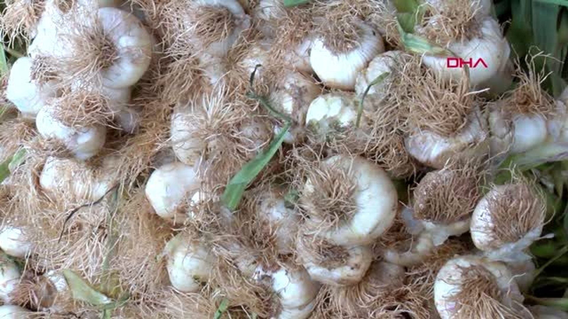 kayseri koronavirus sarimsak fiyatini artirdi dailymotion video