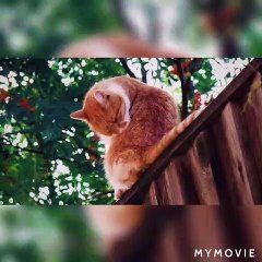 Cats Mating Season.......