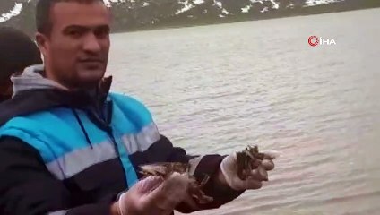 Süphan Gölü’nde balık ölümleri