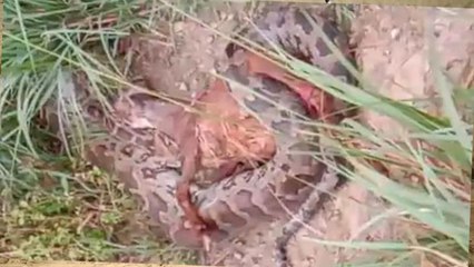 झाड़ियों के पीछे से आ रही थी अजीबोगरीब आवाजें, देखा तो जिंदा बकरी को निगल रहा था अजगर, VIDEO