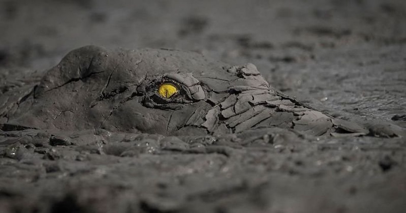 25 photographies sublimes de la nature récompensées lors d'un concours