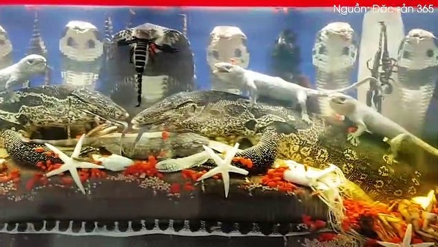 Cận cảnh bể rượu rắn 250 lít của đại gia Bắc Ninh: giật mình rắn hổ mang nặng tới 20kg