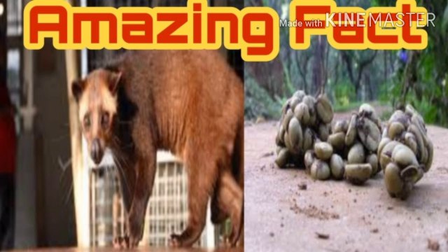 Interesting facts| amazing facts| random fact| unbelievable fact in Hindi|fact in hindi|most interesting fact | आश्चर्यजनक तथ्य| रोचक जानकारी|fact techz