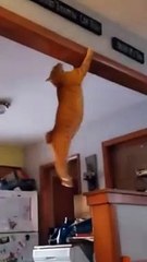 Mission impossible : ce chat se prend pour Tom Cruise !