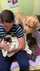 Ce chien ne supporte pas qu'on s'occupe du chat !