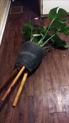 QUI a renversé la plante ? LOL