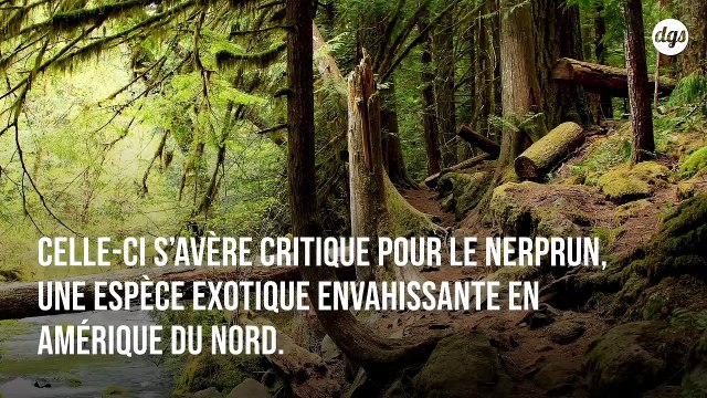 Les forêts se protègent des espèces invasives en leur bloquant la lumière