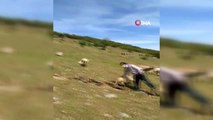 Şehit ailesi kampanyaya koyunlarını bağışladı