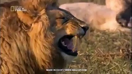 Lion Smile fuuny video