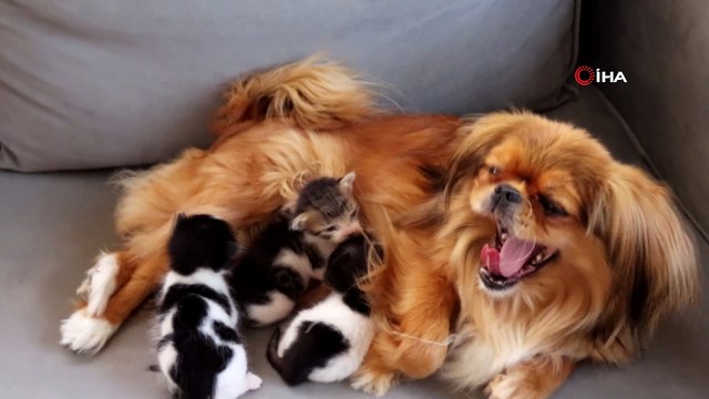 Köpekten kedi yavrularına anne şefkati... Mira, anneleri köpeklerin saldırısıyla ölen kedi yavrularına annelik yapıyor