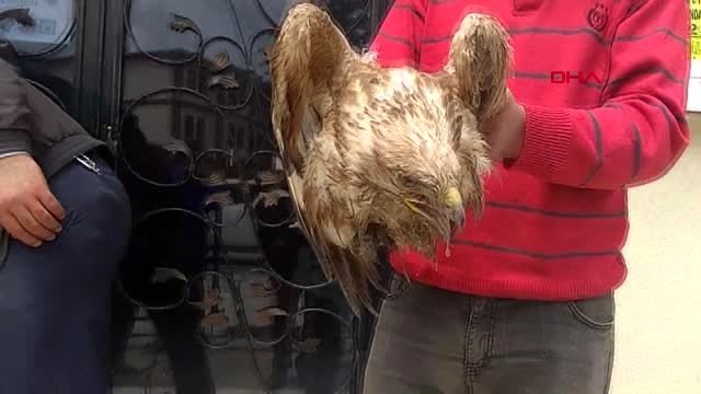 AFYONKARAHİSAR Tarlada yaralı bulunan kızıl şahine tedavi