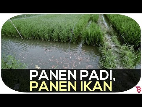 Panen Padi, Panen Ikan