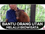 Bantu Orang Utan Melalui Ekowisata